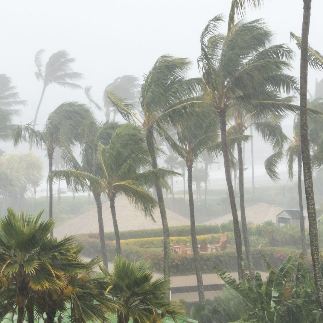 Palm trees blowing in strong wind and rain