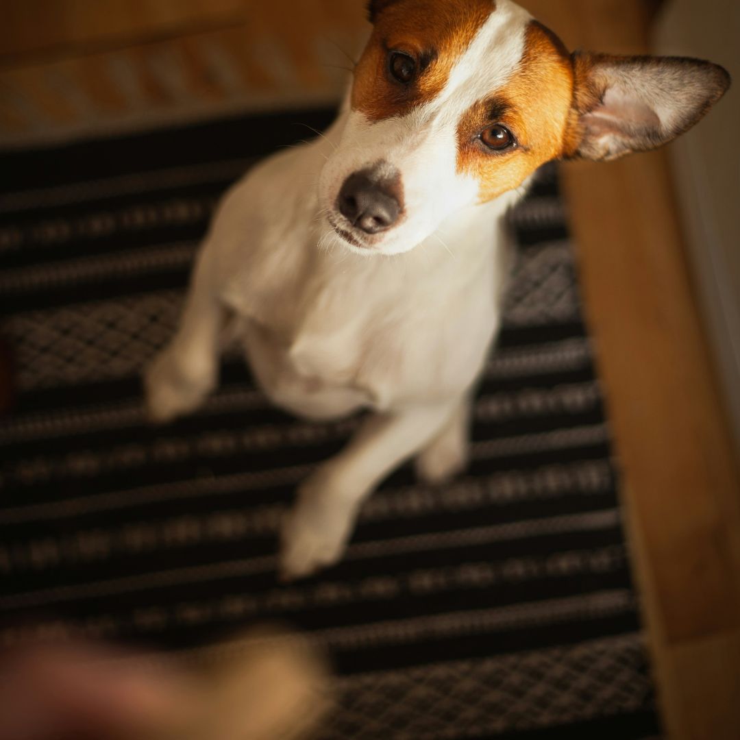 a dog getting a treat from it's owner