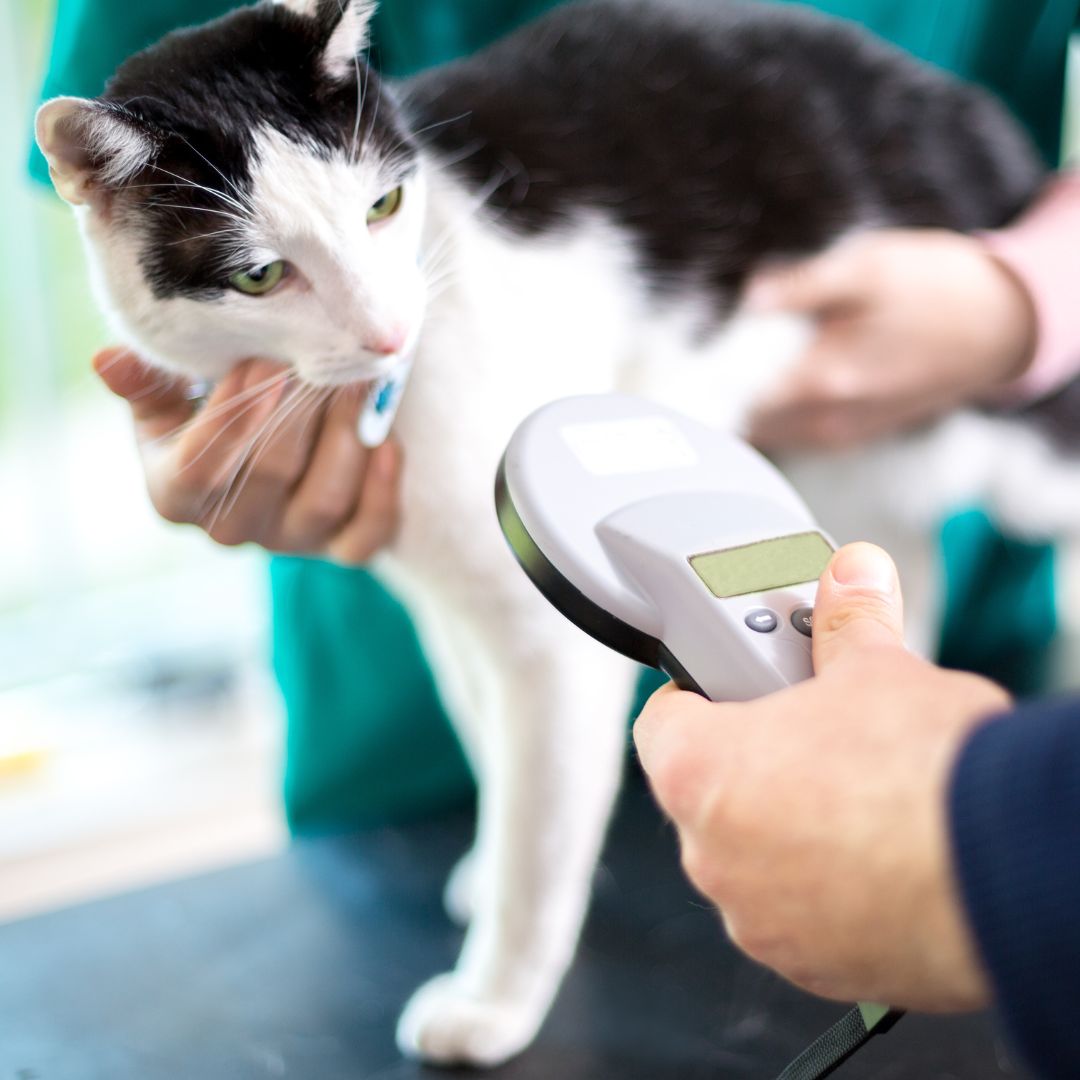 a cat getting it's microchipped scanned