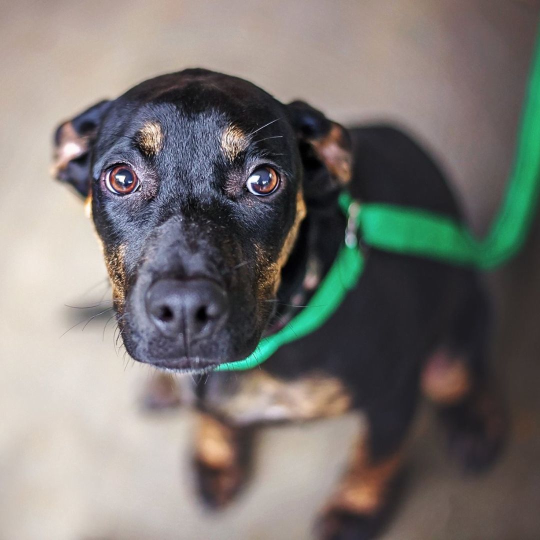 a dog looking shy on a leash indoors