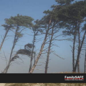 Trees in the Wind